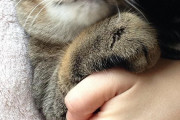 【画像】 あざとい。女子力高い猫(♂)【再】