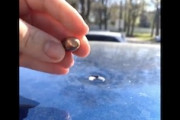 【動画】落下した弾丸？アメリカで車の屋根にめり込んだ弾丸が発見されて話題に。