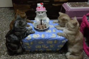 【画像】 猫のために開かれた誕生パーティが・・・