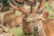 【動画】変態おじさんみたいな鹿が見つかる