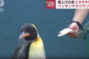 【動画あり】ペンギン「サバは食いたくないんだぁぁぁぁぁ」　水族館、物価高で詰むｗｗｗｗｗ