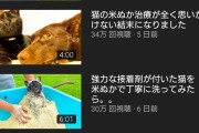 【朗報】猫系YouTuberさん、鼠取りに引っ掛かった猫を救出した数日後、強力接着剤が付いた猫も救出してしまう！
