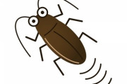 ゴキブリについて結構詳しいけど質問ある？