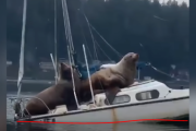 巨大なアシカ２匹がヨットを強襲...？ 沈みそうで沈まないヨット 海外の反応