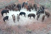 【動画】27頭のイノシシの群れを一網打尽にする罠。