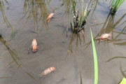 【画像】田んぼのザリガニ、暑すぎて死滅ｗｗｗｗｗｗｗ