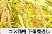 楽韓さん、本日の動向 - コメ価格、さすがに下落に向かう模様