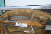 外国人「この絶滅したニホンカワウソの剥製が何かおかしい…」