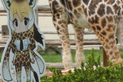 みさき公園が閉園へ　63年の歴史に幕　かつては「けものフレンズ」ともコラボ