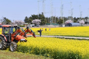 【中央日報】韓国三陟市、訪問客増加で菜の花を処分…コロナ拡大を懸念  作業開始から２時間後には「荒野」に変わった