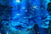 水族館「一日潰せます、２０００円です、静かでデートに最適です」←なんであまり流行らないんだ・・・？