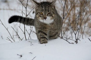 【悲報】猫カス、デブ過ぎて雪に沈むｗｗｗ