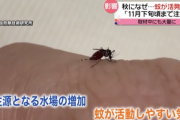 【悲報】蚊さん、ここにきて急に元気になる