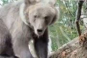 【動画】クマさん、おうちに帰ったらなんか変なのがいて困惑してしまう
