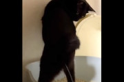 立ちションする猫の動画が話題にｗｗｗ想像以上に立ちションしてたｗｗｗ
