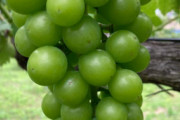 半農半ニートがブドウの写真撮ったよ&#55356&#57159