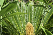温暖化の影響で植物が長い眠りから目覚める。イギリスで6000万年ぶりにソテツの雄花と雌花が開花(イギリス)