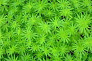 【速報】タイ、大麻合法化　アジアでは初