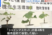 【終国】日本「シャインマスカット、1万2000円！」中国「シャインマスカット600円！」日本人「日本の果物高すぎだろ!!!」←これ?