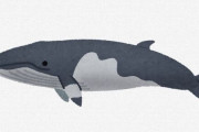 【クジラ肉】大手スーパーは反捕鯨団体の嫌がらせを恐れてクジラを扱わない事が判明する
