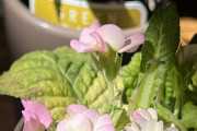 【画像】花、観葉植物買ってきたぞｗｗｗｗ