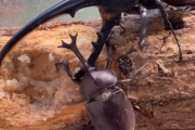 【動画あり】ジャパニーズカブトムシさん、強いｗｗｗｗｗｗｗｗｗｗ