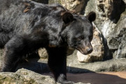 【動画】登山してた男性、クマに襲われてまさかの結果に・・・