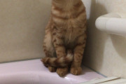 新春だし猫をお風呂に入れる
