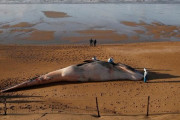 フランスで死因不明のナガスクジラ漂着が急増　科学者はウイルスの可能性を示唆