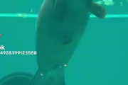 【悲報】マナティさん、自分の?を食べて気絶【動画】