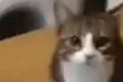 ネコが台所のテーブルの上にのぼった。こっちを向く → ファッ！？…