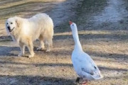 こっちくんな！ヤギのガード役の犬を逆にヤギから守ろうとするガチョウ