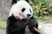 神戸のパンダ、中国に返還へ　24歳雌の「タンタン（旦旦）」