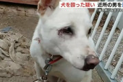 【熊本】「犬の鳴き声に悩まされていた」 近所の犬をハンマーのような物で殴る…37歳男逮捕