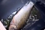 【動画】少量の油で魚の丸揚げが作れる便利な揚げマシーン(´･_･`)