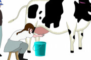 【画像】酪農業界「乳しぼりをやらしい目で見ないでください」