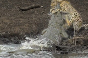 【南アフリカ】池で水を飲むチーター、待ち伏せていたワニに捕食される（動画）