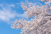 マスコミ「桜が開花しました！桜！桜！さくらあぁぁぁぁぁぁぁ！」