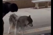 【動画】人「やれ」犬「あぁ～出来ないですぅ～！！！」