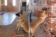 女の子と「かくれんぼ」で遊ぶ賢いベルジアンシェパードのモンキーくんに驚き！