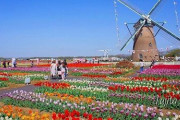 千葉県「やばい・・・このままチューリップ畑が咲き誇ったら人が集まってしまう・・・せや！」→とんでもない行動に出る