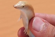 砂漠の魚は実在した！砂の中を泳ぐサンドフィッシュ（トカゲ）がかわいい