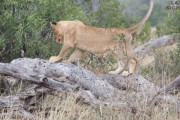 朽ちた倒木を天然のシーソーのように遊ぶ子ライオンたちの無邪気な姿が可愛い