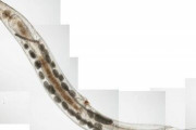 大学准教授「ゴキブリの中に新しい寄生虫見つけたぞ！」生徒「おぉ！！教授、名前つけましょう！！」