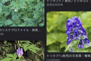 【悲報】トリカブト「葉っぱ１枚で人を死に至らせます」園芸屋「トリカブトの苗600円です」