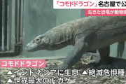 世界最大のトカゲ「コモドドラゴン」その名も「タロウ」　23日から一般公開開始！