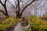 【ねこ画像】公園のねこ、眠そうなねこ【再】