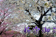 海外「桜の季節になると日本が恋しくなる」新宿御苑に咲く桜を撮影した動画が話題に（海外の反応）