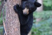 クマに8回襲われた専門家「木のふりをするのもいいね」