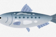 【悲報】　漁獲量が増えているのは「イワシ」とかいう雑魚だけという現実